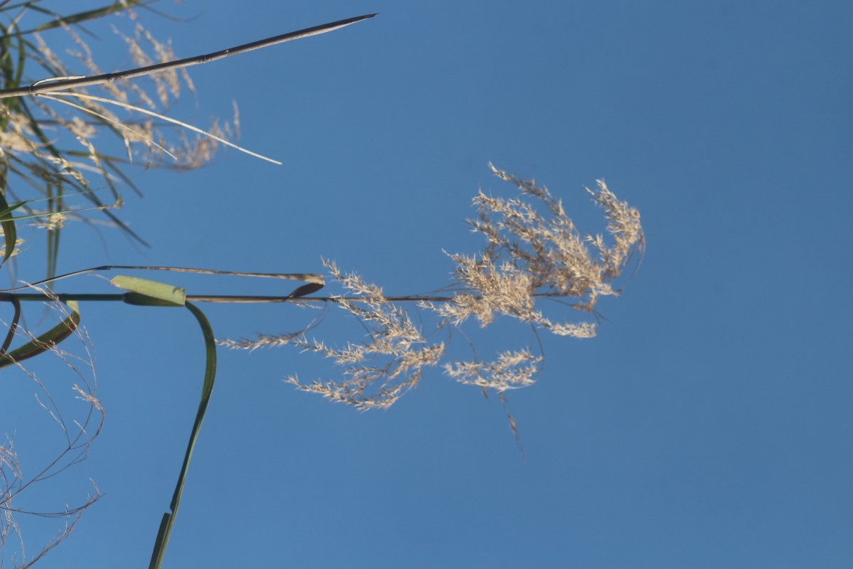 Phragmites karka (Retz.) Trin. ex Steud.